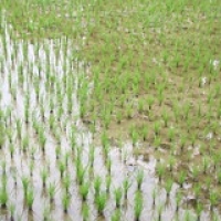 Riz Riz • <a style="font-size:0.8em;" href="http://www.flickr.com/photos/22252278@N05/21708443918/" target="_blank">View on Flickr</a>