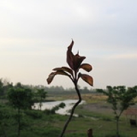 Chitwan Chitwan • <a style="font-size:0.8em;" href="http://www.flickr.com/photos/22252278@N05/21896410895/" target="_blank">View on Flickr</a>