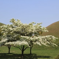 Gyeongju  Parc Daereungwon Gyeongju  Parc Daereungwon • <a style="font-size:0.8em;" href="http://www.flickr.com/photos/22252278@N05/21848951304/" target="_blank">View on Flickr</a>