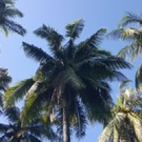 Coconuts rule ! Coconuts rule ! • <a style="font-size:0.8em;" href="http://www.flickr.com/photos/22252278@N05/35835375944/" target="_blank">View on Flickr</a>