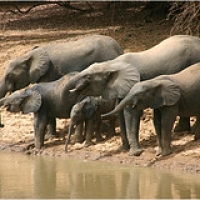 Les éléphants de Boromo • <a style="font-size:0.8em;" href="http://www.flickr.com/photos/22252278@N05/36550916361/" target="_blank">View on Flickr</a>