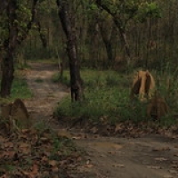 Termites Termites • <a style="font-size:0.8em;" href="http://www.flickr.com/photos/22252278@N05/21275241203/" target="_blank">View on Flickr</a>