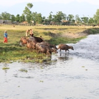 Village Tharu Village Tharu • <a style="font-size:0.8em;" href="http://www.flickr.com/photos/22252278@N05/21275141693/" target="_blank">View on Flickr</a>