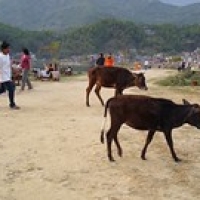 Pokhara lakeside Pokhara lakeside • <a style="font-size:0.8em;" href="http://www.flickr.com/photos/22252278@N05/21708436799/" target="_blank">View on Flickr</a>