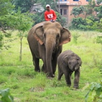 Les éléphants de Sapana Les éléphants de Sapana • <a style="font-size:0.8em;" href="http://www.flickr.com/photos/22252278@N05/21870149546/" target="_blank">View on Flickr</a>