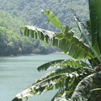 Bananier Bananier • <a style="font-size:0.8em;" href="http://www.flickr.com/photos/22252278@N05/21705240390/" target="_blank">View on Flickr</a>