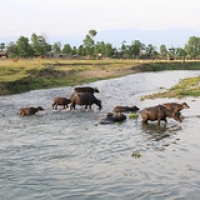 Village Tharu Village Tharu • <a style="font-size:0.8em;" href="http://www.flickr.com/photos/22252278@N05/21273506624/" target="_blank">View on Flickr</a>