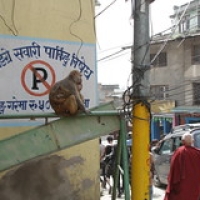 Autour de Swayambunath Autour de Swayambunath • <a style="font-size:0.8em;" href="http://www.flickr.com/photos/22252278@N05/21604368410/" target="_blank">View on Flickr</a>