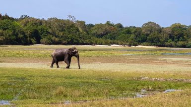 Elephant parc national de Wilpattu, Sri Lanka